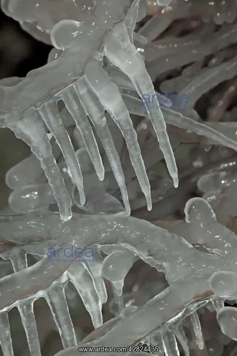 : Ice on Tree - Formed from frozen mist from Niagara Falls : Ice on Tree - Formed from frozen mist from Niagara Falls