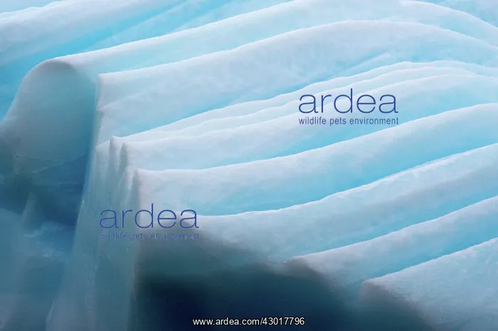 : Iceberg detail : Iceberg detail