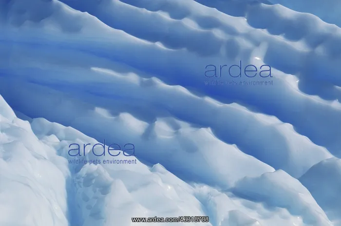 : Iceberg Detail : Iceberg Detail