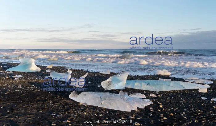 : Iceberg on black volcanic beach. North Atlantic : Iceberg on black volcanic beach. North Atlantic