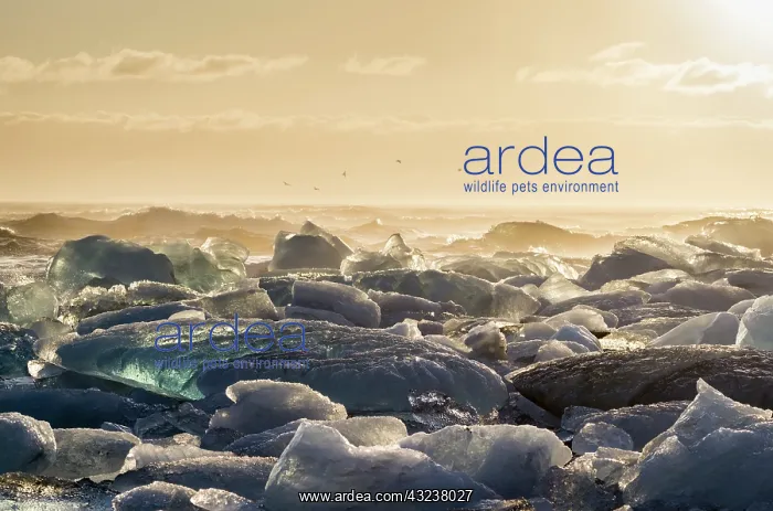 : Iceberg on black volcanic beach. North Atlantic : Iceberg on black volcanic beach. North Atlantic