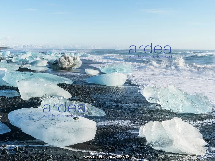 : Iceberg on black volcanic beach. North Atlantic : Iceberg on black volcanic beach. North Atlantic