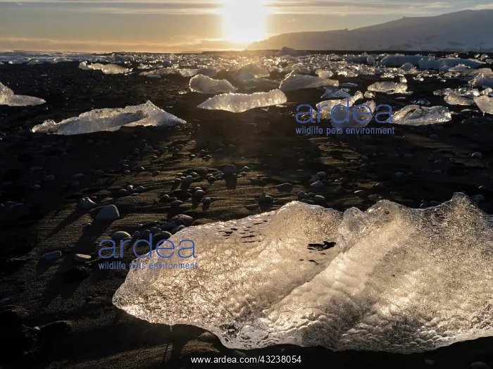 : Iceberg on black volcanic beach. North Atlantic : Iceberg on black volcanic beach. North Atlantic