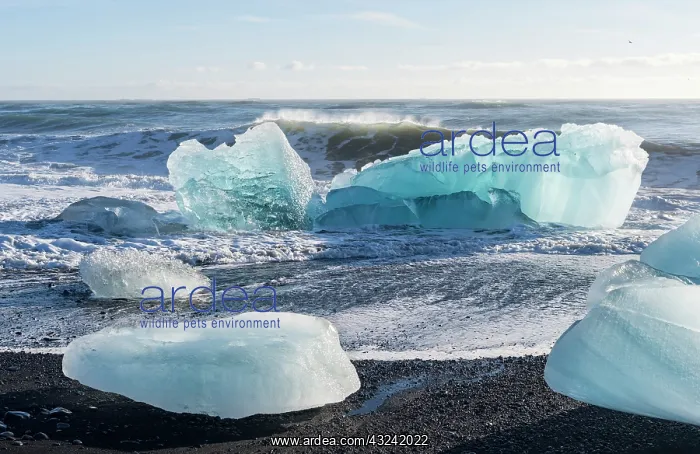 : Iceberg on black volcanic beach. North Atlantic : Iceberg on black volcanic beach. North Atlantic