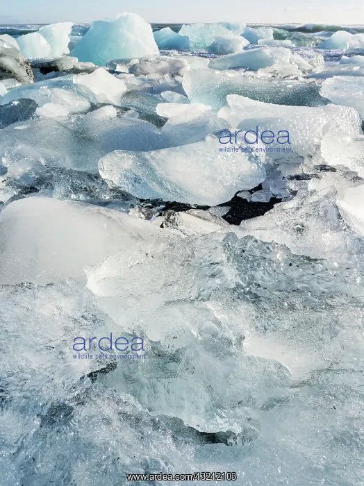  : Iceberg on black volcanic beach. North Atlantic