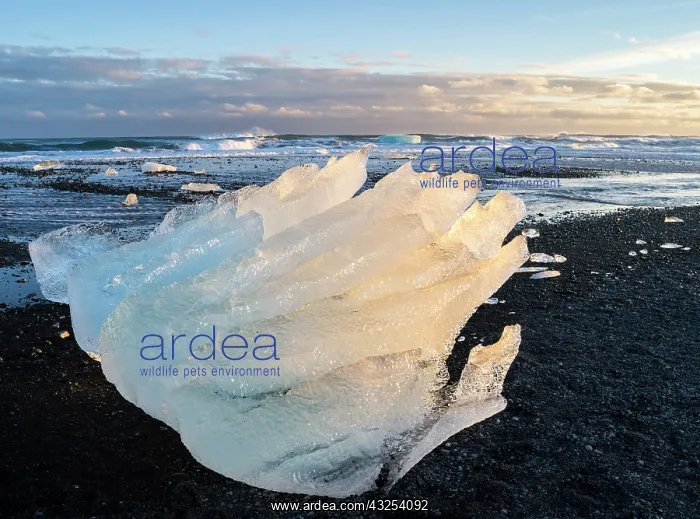 : Iceberg on black volcanic beach. North Atlantic : Iceberg on black volcanic beach. North Atlantic