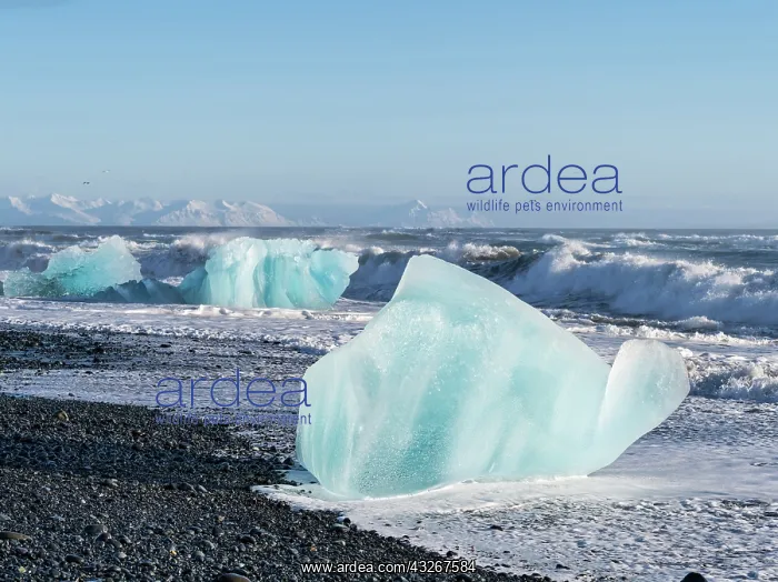 : Iceberg on black volcanic beach. North Atlantic : Iceberg on black volcanic beach. North Atlantic