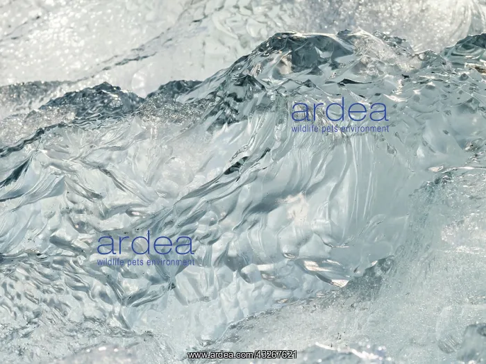 : Iceberg on black volcanic beach. North Atlantic : Iceberg on black volcanic beach. North Atlantic