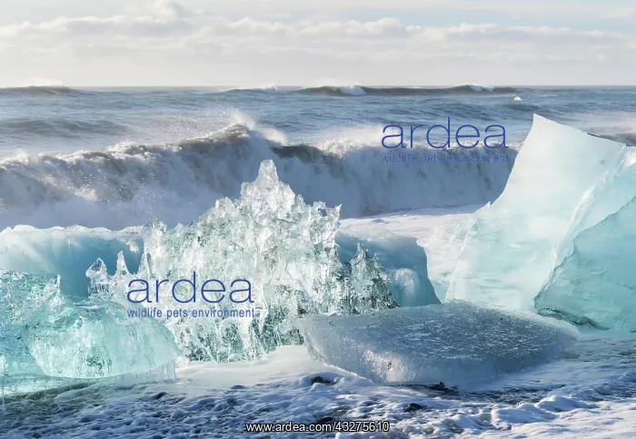 : Iceberg on black volcanic beach. North Atlantic : Iceberg on black volcanic beach. North Atlantic