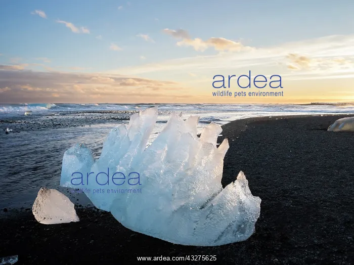 : Iceberg on black volcanic beach. North Atlantic : Iceberg on black volcanic beach. North Atlantic