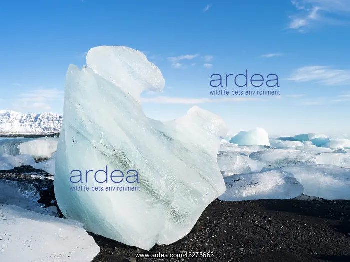 : Iceberg on black volcanic beach. North Atlantic : Iceberg on black volcanic beach. North Atlantic