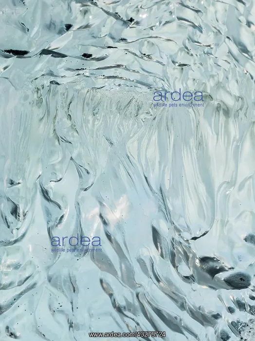 : Iceberg on black volcanic beach. North Atlantic : Iceberg on black volcanic beach. North Atlantic