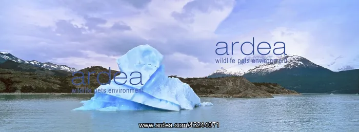 : Iceberg in Brazo Spegazzini, Los Glaciares : Iceberg in Brazo Spegazzini, Los Glaciares