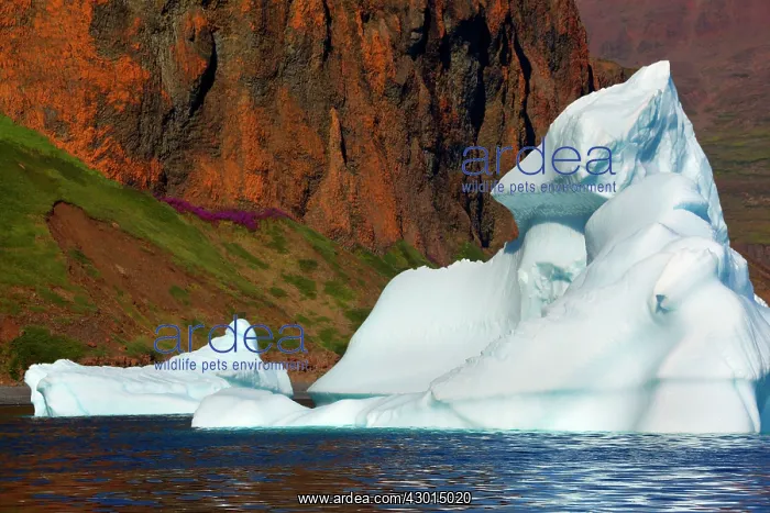 : Iceberg drifting in front of coastline Arctic ocean Summer : Iceberg drifting in front of coastline Arctic ocean Summer