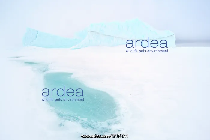 : Iceberg on frozen Baffin Bay : Iceberg on frozen Baffin Bay