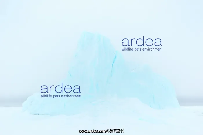 : Iceberg on frozen Baffin Bay : Iceberg on frozen Baffin Bay