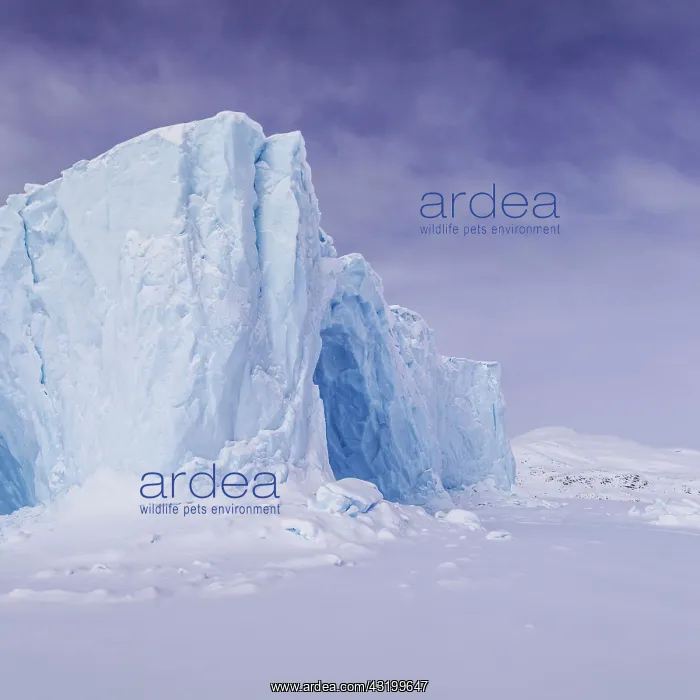 : Iceberg in a frozen fjord, coast of Baffin Island : Iceberg in a frozen fjord, coast of Baffin Island