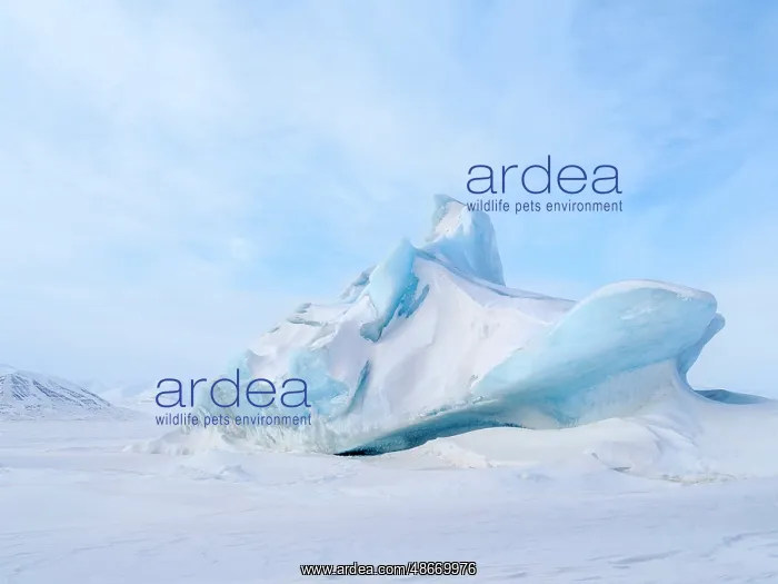 : Iceberg in the frozen Mohnbukta in Sabine-Land. The island : Iceberg in the frozen Mohnbukta in Sabine-Land. The island