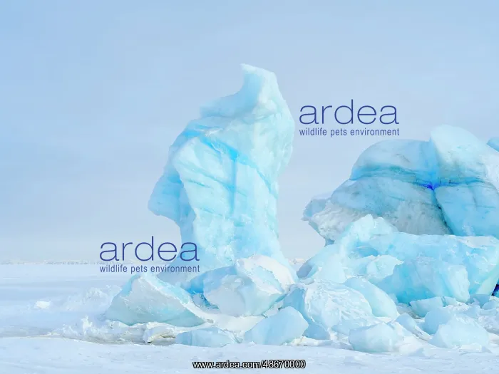 : Iceberg in the frozen Mohnbukta in Sabine-Land. The island : Iceberg in the frozen Mohnbukta in Sabine-Land. The island