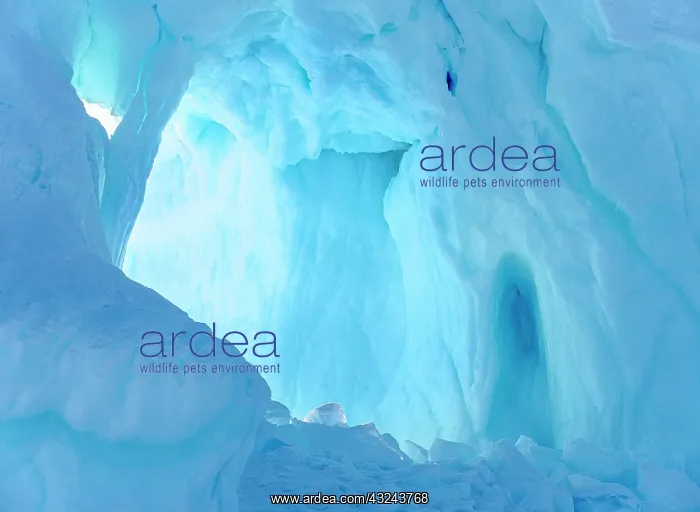 : Iceberg frozen into the sea ice of the Uummannaq : Iceberg frozen into the sea ice of the Uummannaq