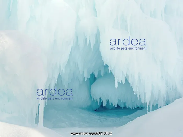 : Iceberg frozen into the sea ice of the Uummannaq : Iceberg frozen into the sea ice of the Uummannaq