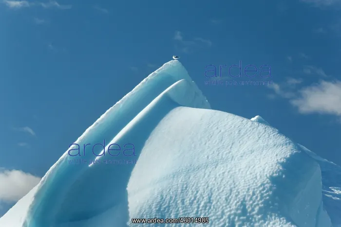  : Iceberg gull on iceberg drifting in Arctic ocean Summer
