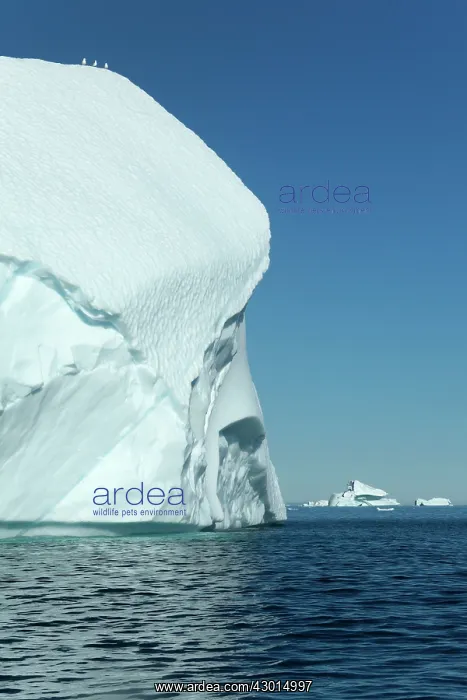 : Iceberg gulls on iceberg drifting in Arctic ocean Summer : Iceberg gulls on iceberg drifting in Arctic ocean Summer