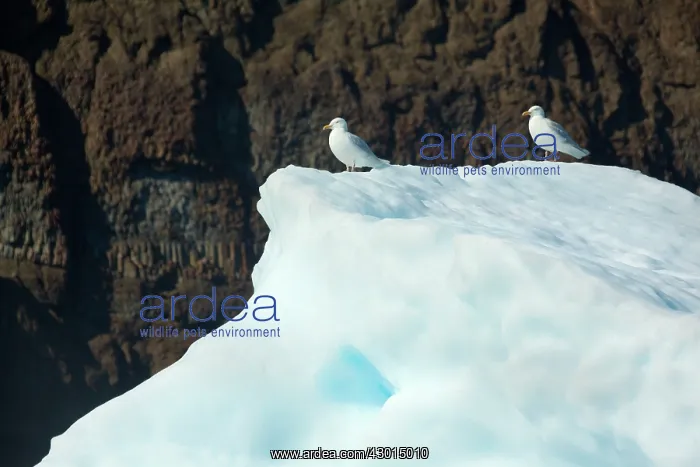  : Iceberg gulls on iceberg drifting in Arctic ocean Summer