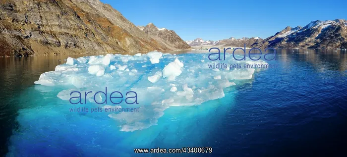 : Iceberg in front of Knud Rasmusen Glacier (also : Iceberg in front of Knud Rasmusen Glacier (also