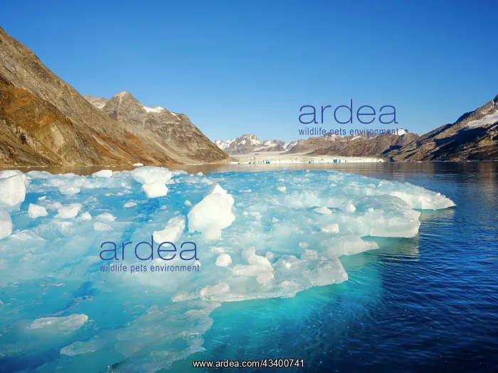: Iceberg in front of Knud Rasmussen Glacier (also : Iceberg in front of Knud Rasmussen Glacier (also