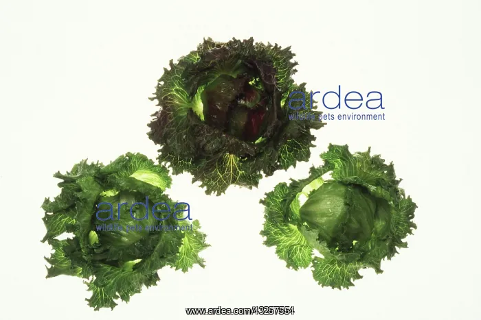 : Iceberg Lettuce : Iceberg Lettuce