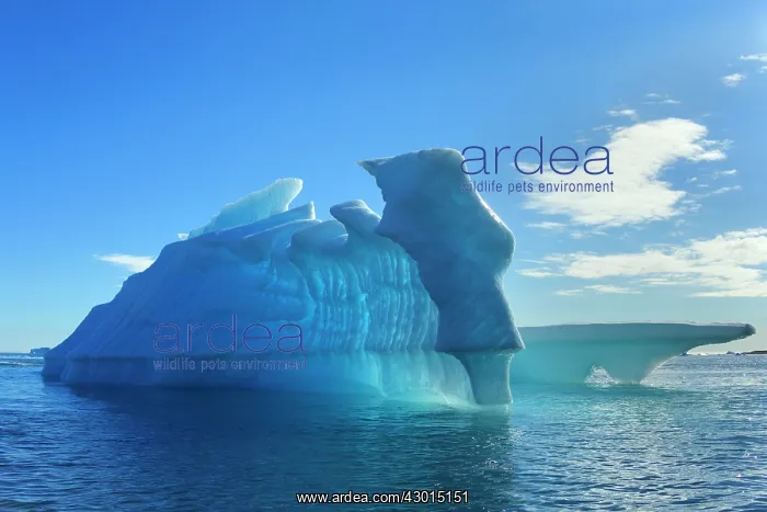 : Iceberg melting Arctic ocean Summer : Iceberg melting Arctic ocean Summer