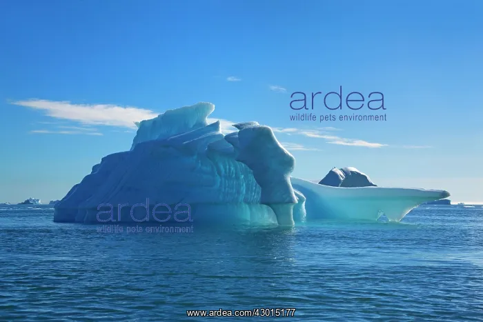: Iceberg melting Arctic ocean Summer : Iceberg melting Arctic ocean Summer