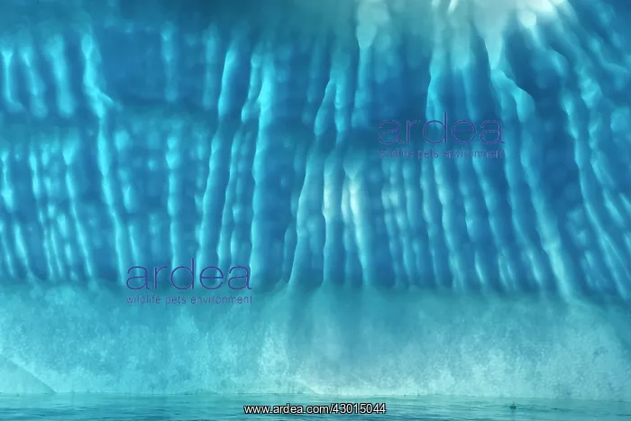  : Iceberg detail of melting iceberg Arctic ocean Summer