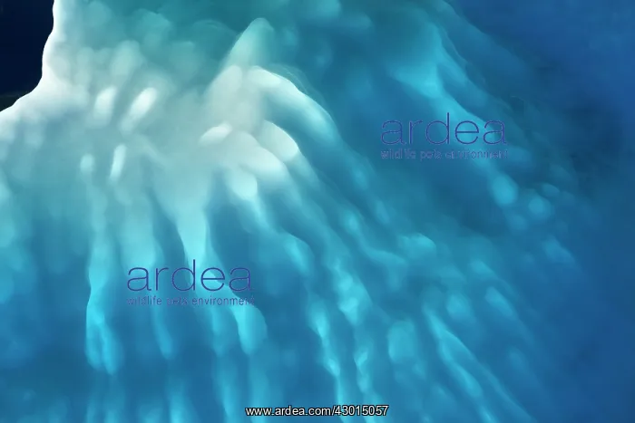 : Iceberg detail of melting iceberg Arctic ocean Summer : Iceberg detail of melting iceberg Arctic ocean Summer