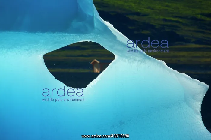 : Iceberg detail of melting iceberg Arctic ocean Summer : Iceberg detail of melting iceberg Arctic ocean Summer