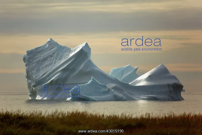 : Iceberg melting iceberg drifting Arctic ocean Summer : Iceberg melting iceberg drifting Arctic ocean Summer