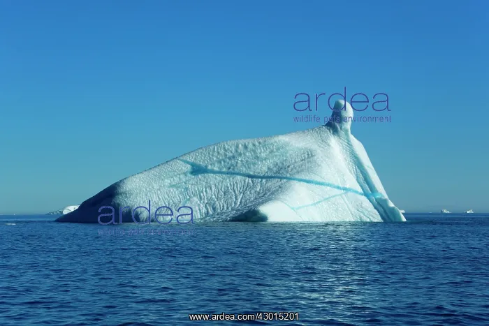 : Iceberg melting iceberg drifting Arctic ocean Summer : Iceberg melting iceberg drifting Arctic ocean Summer