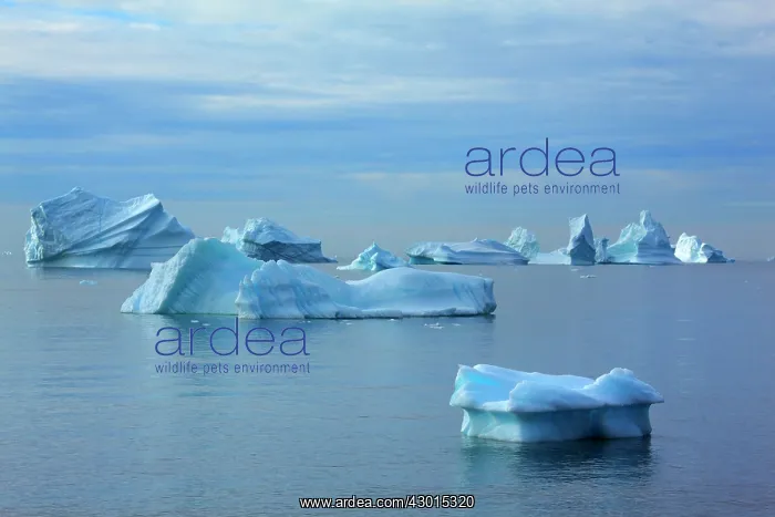 : Iceberg melting iceberg drifting Arctic ocean Summer : Iceberg melting iceberg drifting Arctic ocean Summer