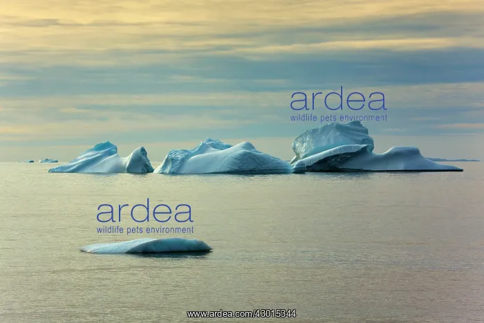 : Iceberg melting iceberg drifting Arctic ocean Summer : Iceberg melting iceberg drifting Arctic ocean Summer