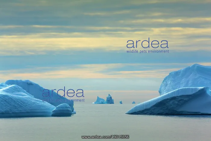 : Iceberg melting iceberg drifting Arctic ocean Summer : Iceberg melting iceberg drifting Arctic ocean Summer