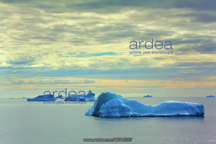  : Iceberg melting iceberg drifting Arctic ocean Summer