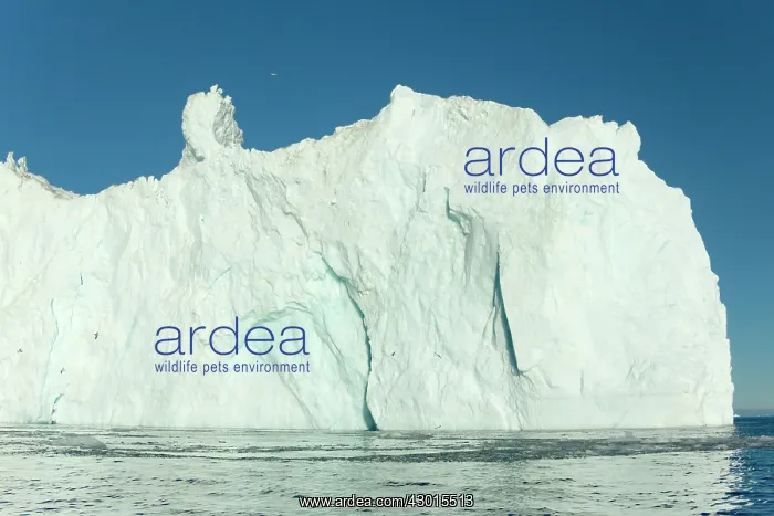 : Iceberg melting iceberg drifting Arctic ocean Summer : Iceberg melting iceberg drifting Arctic ocean Summer