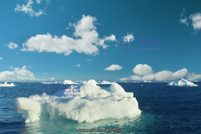 : Iceberg melting iceberg drifting Arctic ocean Summer : Iceberg melting iceberg drifting Arctic ocean Summer