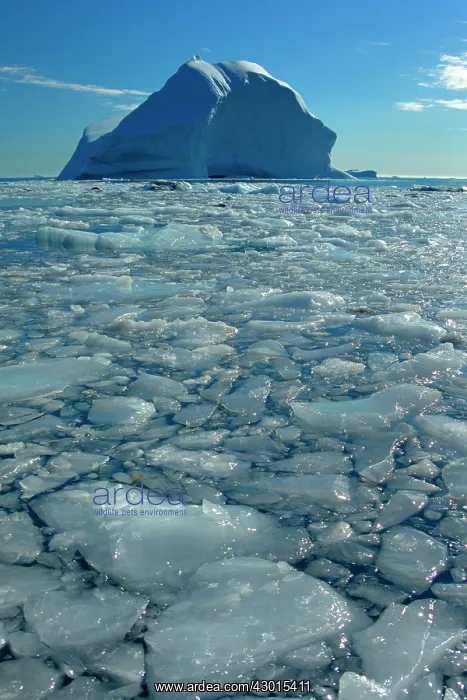 : Iceberg melting iceberg and sea ice drifting : Iceberg melting iceberg and sea ice drifting