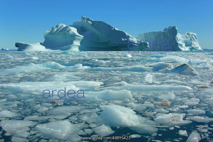 : Iceberg melting iceberg and sea ice drifting : Iceberg melting iceberg and sea ice drifting