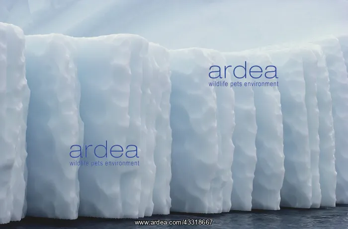 : Iceberg, Newfoundland : Iceberg, Newfoundland
