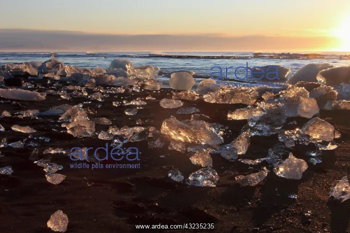 : Iceberg nuggets shine like diamants at sunrise : Iceberg nuggets shine like diamants at sunrise