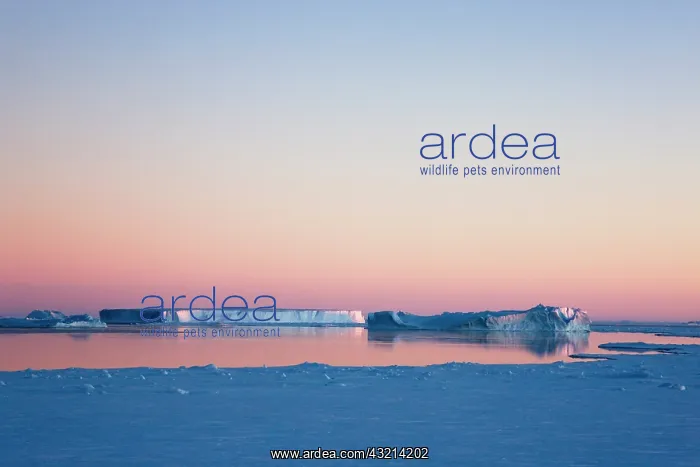 : Iceberg in the ocean at sunrise, Antarctica : Iceberg in the ocean at sunrise, Antarctica