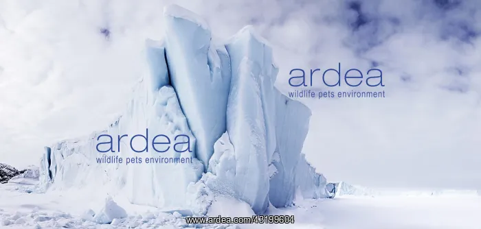 : Iceberg seen from frozen fjord, Baffin Island, Davis : Iceberg seen from frozen fjord, Baffin Island, Davis